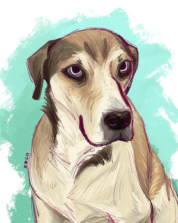 Taz